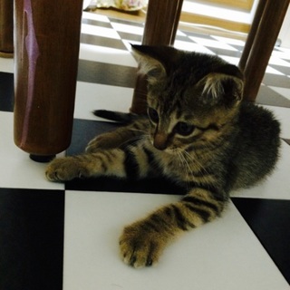 里親さん募集中です☆