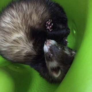 元気な女の子です