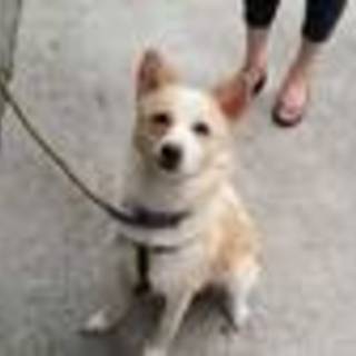 行政収容★素直な良い子！バスケットに押し込めて遺棄