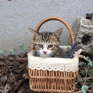 生後1か月。白ソックスの男の子【トイレトレ完了】