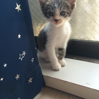 人懐こい捨て猫さん