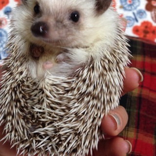 ハリネズミ 温厚な女のコです