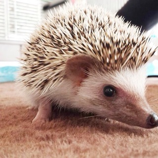 ハリネズミ 男のコ
