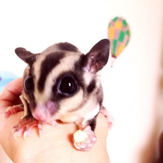 フクロモモンガ ベタ慣れ男のコ