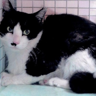 とても大人しいハチワレ君です！