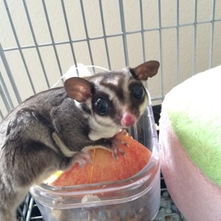 フクモモの里親募集します