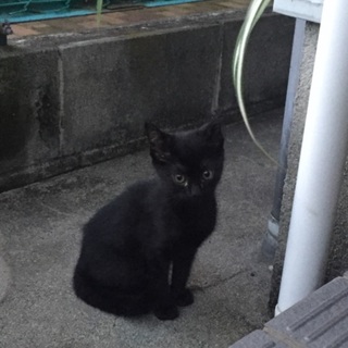 迷い黒猫の赤ちゃん