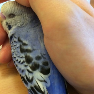 健康な手乗りインコ中雛です