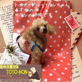 小振りなトイプーフランちゃんは甘えん坊な女の子