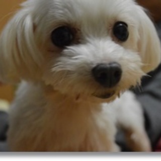 フレンドリーなマルチーズ♀３キロ