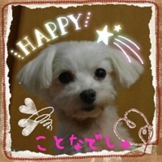 甘えん坊なマルチーズ♀６才、２．３キロ