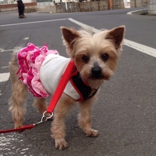 穏やかヨーキー♀８～９才、４キロ