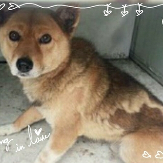 新しい家族を探してます