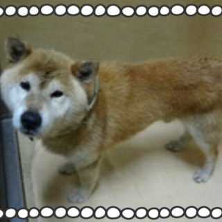 おだやかなおじいちゃんです