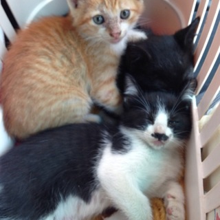 ワクチンします！野良の子猫ちゃん助けてください！