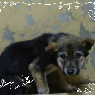 大人しくて優しいコ