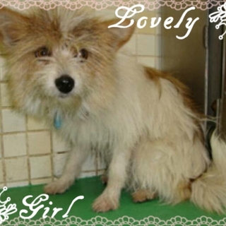 ポメMix風の女の子