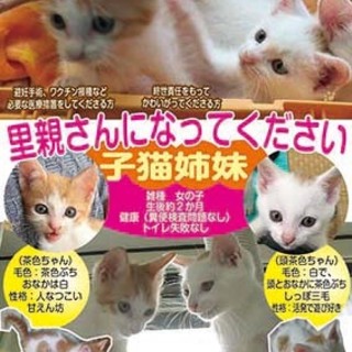 この子猫たち（姉妹）の里親さんになってください