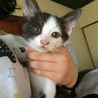 黒白の子猫ちゃん‼︎至急‼︎里親募集‼︎