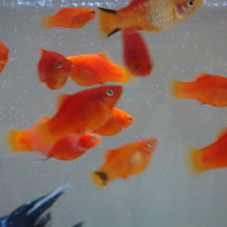 レッドプラティ里親募集