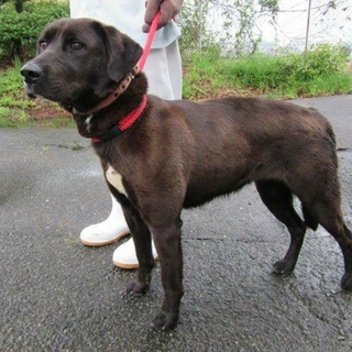 この子の命を救ってください。