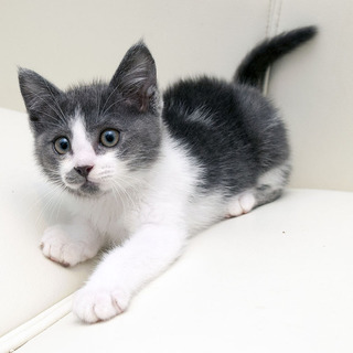 元気な小鉄君の飼い主さん募集