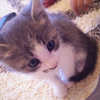 グレーとホワイトの男の子