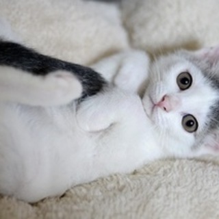 ライン♡女の子らしい顔立ち