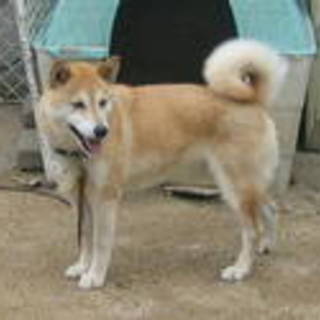 はな子ちゃん中津川素敵な里親様に迎えて頂けました