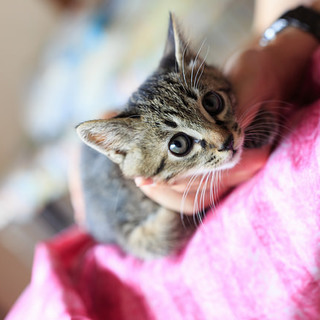 きじとらの女の子ちっちの里親さん募集