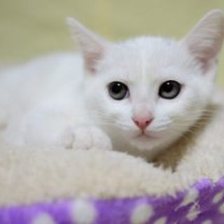 エア♡少し怖がりだけど人間大好き