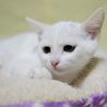 エア♡少し怖がりだけど人間大好き サムネイル3