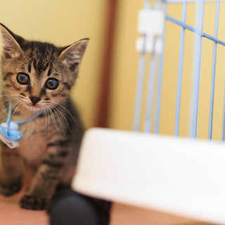 きじとらコウちゃんの里親さん募集