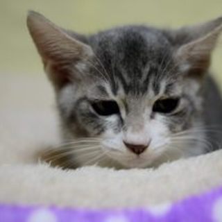 マーク✩グレーの毛色が神秘的