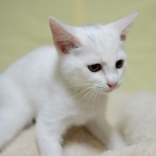 スカイ✩美しき王子様