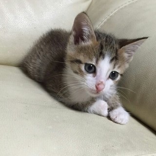 ☆甘えん坊　キジ白　男の子　清志郎☆