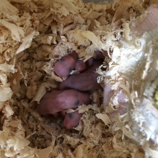 ハムJr.の里親募集！