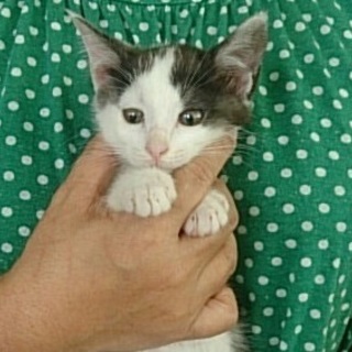 ☆可愛い白黒　男の子　小紅丸☆