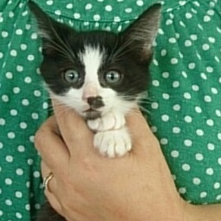 ☆元気なハチワレ　男の子　ガクくん☆