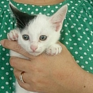 ☆可愛い黒白　男の子　しろっち☆ 