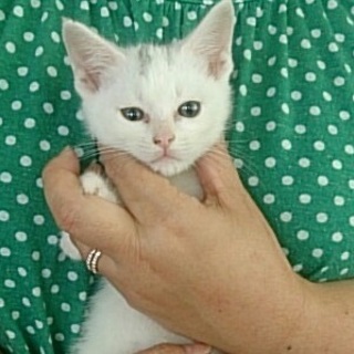 ☆のんびりな白猫　男の子　しみくん☆ 