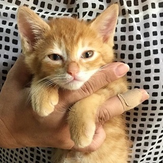 ☆甘えん坊　茶トラ　男の子　たんと☆ 