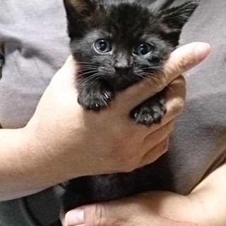 ☆まんまる体型の黒猫　すすちゃん ☆