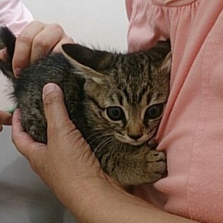 ☆可愛いキジトラ女の子　キコ☆