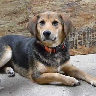 9キロ穏やか中型雑種中型犬規約マンションokサイズ