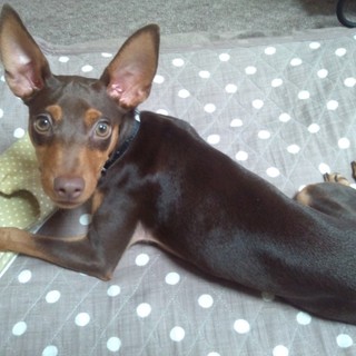 ミニピンの里親募集しています