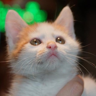 白茶甘えんぼオス仔猫
