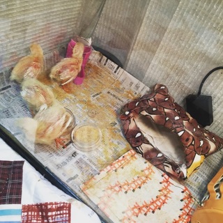 姫ウズラのヒナの里親さん募集