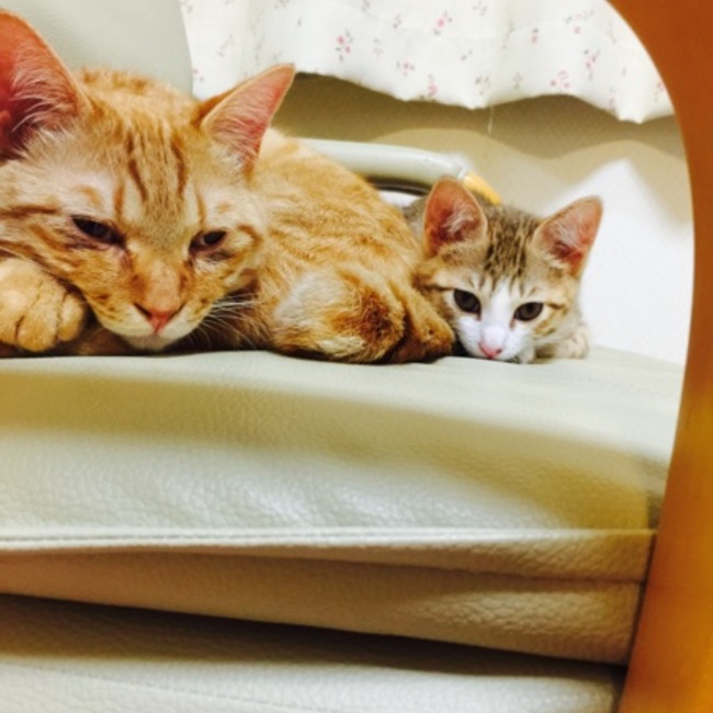 しろかあちゃんのカバー写真