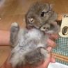 優しい里親様決定しましたありがとうございました☆ サムネイル2